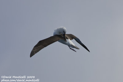 Indian Yellow-nosed Albatross (Thalassarche carteri)