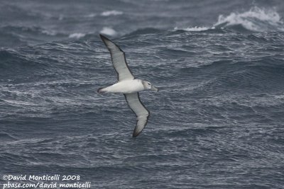 Shy Albatross (Thalassarche cauta)