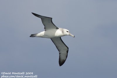 Shy Albatross (Thalassarche cauta)