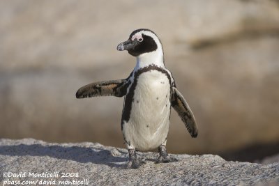 African Penguin (Spheniscus demersus)