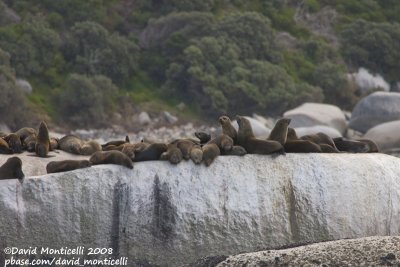 Cape Fur Seals (Arctocephalus pusillus)