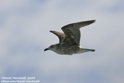 Cape Gull (Larus vetula)
