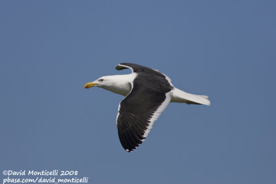 Cape Gull (Larus vetula)