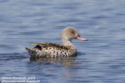 Cape Teal (Anas capensis)