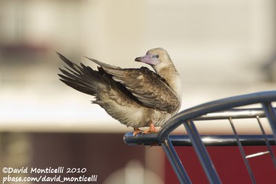 Red-footed Booby (Sula sula)_Girona (Spain)