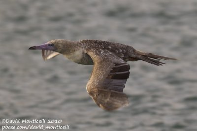 Red-footed Booby (Sula sula)_Girona (Spain)