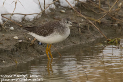 Greater Yellowlegs (Tringa melanoleuca)_Colijnsplaat (The Netherlands)