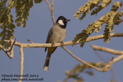 White-eared Bulbul (Pycnonotus leucotis)_Jhara Farms (Kuwait)