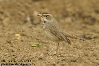 Bluethroat (Luscinia svecica)_Jhara Farms (Kuwait)