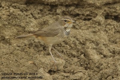 Bluethroat (Luscinia svecica)_Jhara Farms (Kuwait)