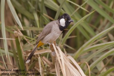White-eared Bulbul (Pycnonotus leucotis)_Jhara Farms (Kuwait)