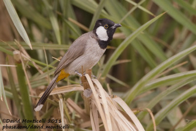 White-eared Bulbul (Pycnonotus leucotis)_Jhara Farms (Kuwait)