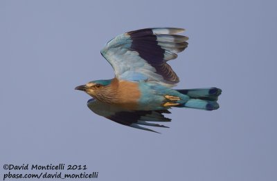 Indian Roller (Coracias benghalensis)_Pivot Fields (Kuwait)