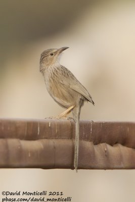 Afghan Babbler (Turdoides huttoni)_Abdaly Farms (Kuwait)