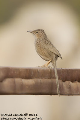 Afghan Babbler (Turdoides huttoni)_Abdaly Farms (Kuwait)