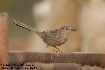 Afghan Babbler (Turdoides huttoni)_Abdaly Farms (Kuwait)