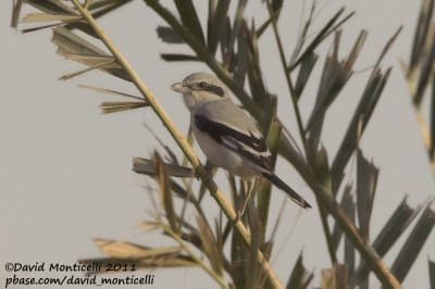 Steppe Grey Shrike (Lanius meridionalis)(ssp. pallidirostris)_Abdaly Farms (Kuwait)