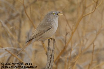 Asian Desert Warbler (Sylvia nana)_Al Abraq (Kuwait)