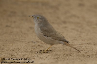 Asian Desert Warbler (Sylvia nana)_Al Abraq (Kuwait)