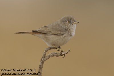 Asian Desert Warbler (Sylvia nana)_Al Abraq (Kuwait)