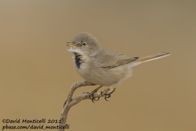 Asian Desert Warbler (Sylvia nana)_Al Abraq (Kuwait)