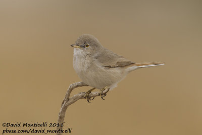 Asian Desert Warbler (Sylvia nana)_Al Abraq (Kuwait)
