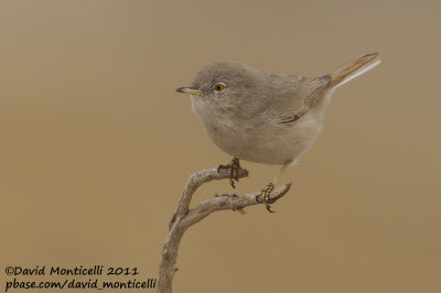 Asian Desert Warbler (Sylvia nana)_Al Abraq (Kuwait)
