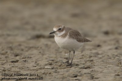 Greater Sand Plover (Charadrius leschenaultii)_Sulaibikhat beach (Kuwait)