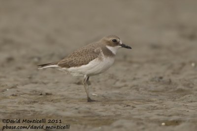 Greater Sand Plover (Charadrius leschenaultii)_Sulaibikhat beach (Kuwait)