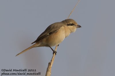 Daurian Shrike (Lanius isabellinus)_SAANR (Kuwait)