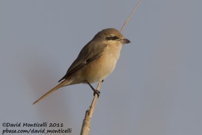 Daurian Shrike (Lanius isabellinus)_SAANR (Kuwait)