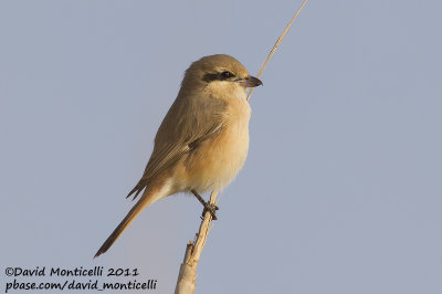 Daurian Shrike (Lanius isabellinus)_SAANR (Kuwait)