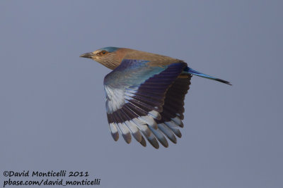 Indian Roller (Coracias benghalensis)_Pivot Fields (Kuwait)