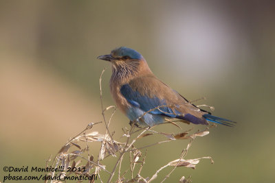Indian Roller (Coracias benghalensis)_Pivot Fields (Kuwait)