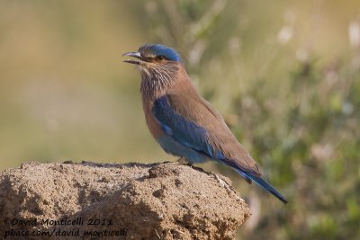 Indian Roller (Coracias benghalensis)_Pivot Fields (Kuwait)