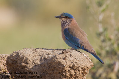 Indian Roller (Coracias benghalensis)_Pivot Fields (Kuwait)