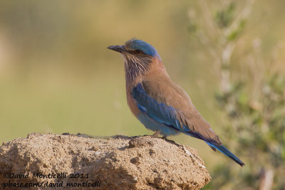 Indian Roller (Coracias benghalensis)_Pivot Fields (Kuwait)