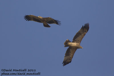 Eastern Imperial Eagles (Aquila heliaca)_Pivot Fields (Kuwait)
