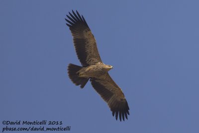 Eastern Imperial Eagle (Aquila heliaca)_Pivot Fields (Kuwait)