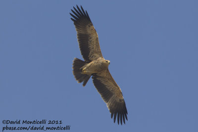 Eastern Imperial Eagle (Aquila heliaca)_Pivot Fields (Kuwait)