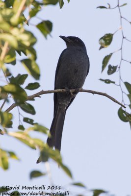 Ashy Drongo (Dicrurus leucophaeus)_Jhara Farms (Kuwait)