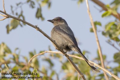 Ashy Drongo (Dicrurus leucophaeus)_Jhara Farms (Kuwait)