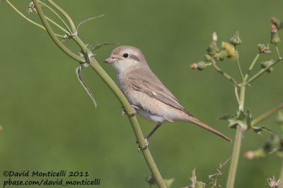 Turkestan/Daurian Shrike (Lanius isabellinus/L. phoenicuroides)_Pivots Fields (Kuwait)