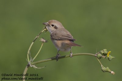 Turkestan/Daurian Shrike (Lanius isabellinus/L. phoenicuroides)_Pivots Fields (Kuwait)