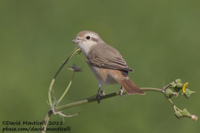 Turkestan/Daurian Shrike (Lanius isabellinus/L. phoenicuroides)_Pivots Fields (Kuwait)