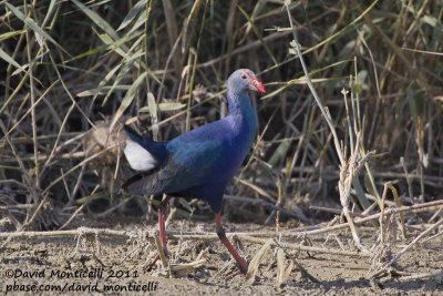 Purple Swamphen (Porphyrio porphyrio)(ssp. seistanicus)_Jhara Pools (Kuwait)