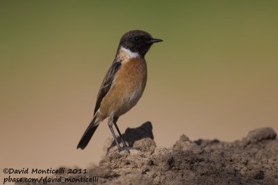 Common Stonechat (Saxicola torquatus)_Al Abraq (Kuwait)