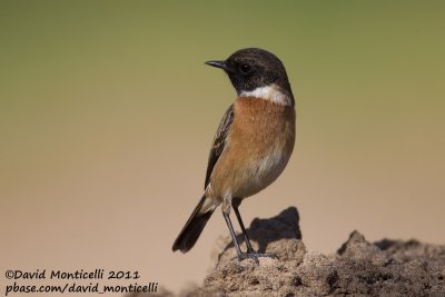 Common Stonechat (Saxicola torquatus)_Al Abraq (Kuwait)