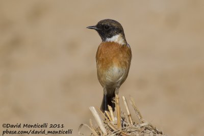 Common Stonechat (Saxicola torquatus)_Al Abraq (Kuwait)