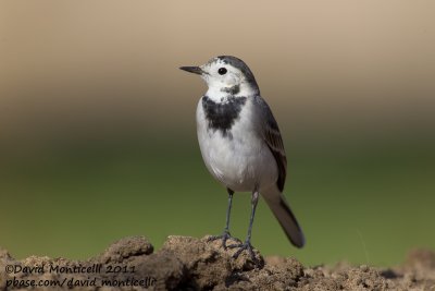 White Wagtail (Motacilla alba)_Al Abraq (Kuwait)